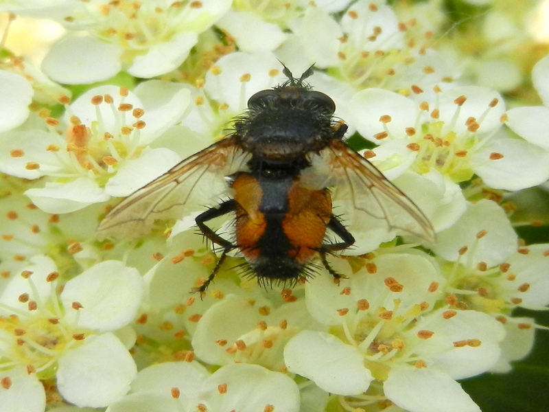 Tachinidae